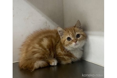 成約済の東京都のスコティッシュフォールド-110182
