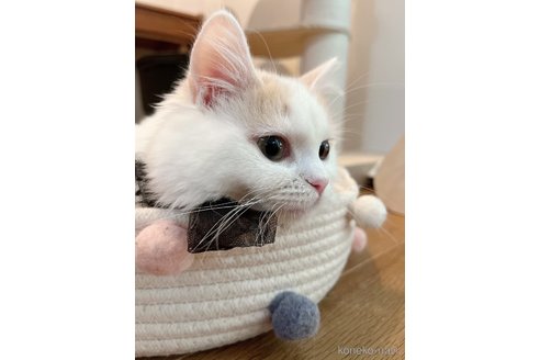 リタちゃん1枚目