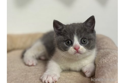 成約済の神奈川県のブリティッシュショートヘア-109794の9枚目