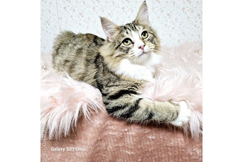 成約済の兵庫県のノルウェージャンフォレストキャット-103675の4枚目