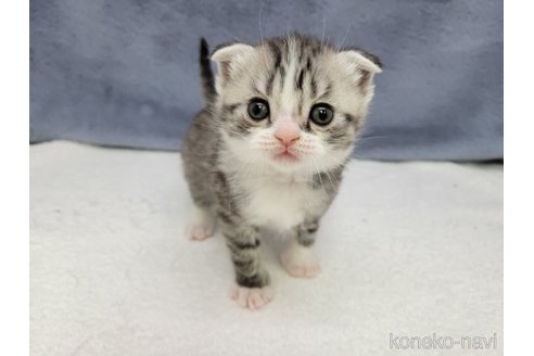 成約済の千葉県のスコティッシュフォールド-110190の6枚目