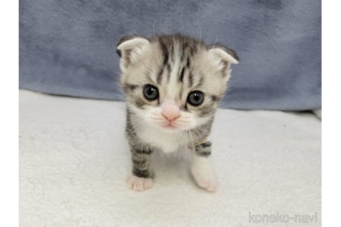 成約済の千葉県のスコティッシュフォールド-110190の8枚目