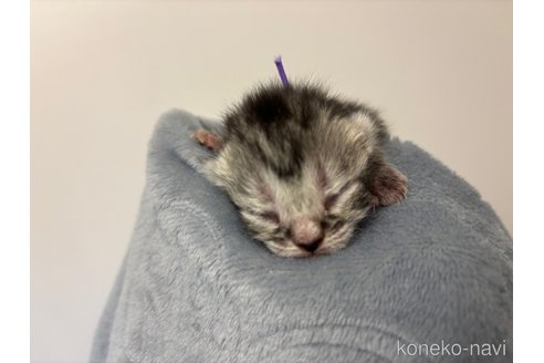 成約済の千葉県のスコティッシュフォールド-110192の9枚目