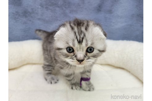 成約済の千葉県のスコティッシュフォールド-110192の6枚目