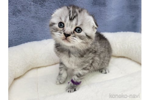 成約済の千葉県のスコティッシュフォールド-110192の4枚目