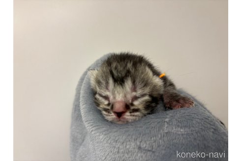 成約済の千葉県のスコティッシュフォールド-110193の10枚目