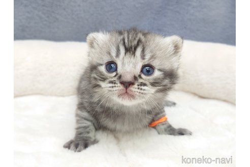 成約済の千葉県のスコティッシュフォールド-110193の8枚目