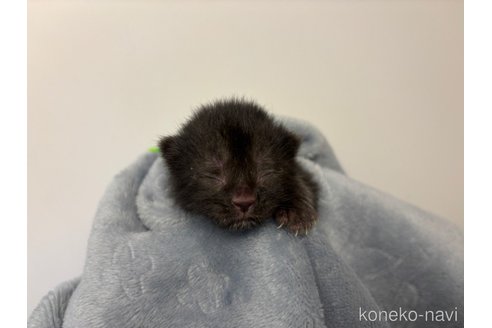 成約済の千葉県のスコティッシュフォールド-110194の14枚目