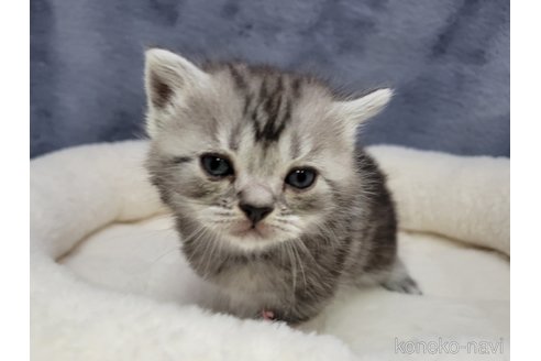 成約済の千葉県のスコティッシュフォールド-110196の6枚目
