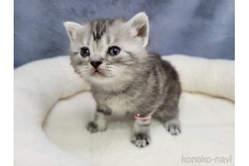成約済の千葉県のスコティッシュフォールド-110196の7枚目