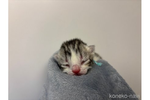 成約済の千葉県のスコティッシュフォールド-110197の12枚目