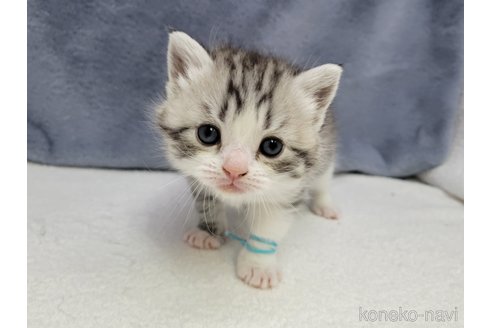 成約済の千葉県のスコティッシュフォールド-110197の10枚目