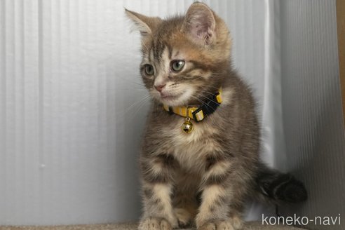 成約済の埼玉県のアメリカンショートヘア-107332の5枚目