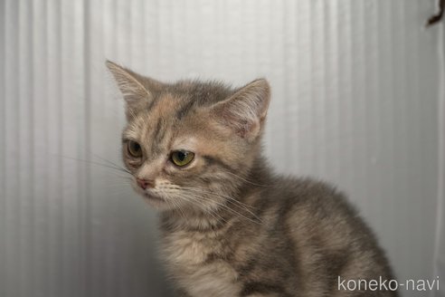 成約済の埼玉県のアメリカンショートヘア-101872の2枚目