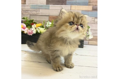 成約済の大阪府のペルシャ-109331の1枚目