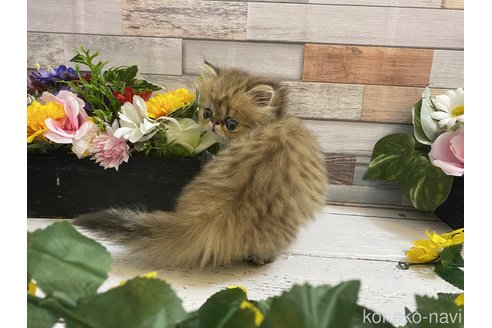 成約済の大阪府のペルシャ-109331の2枚目