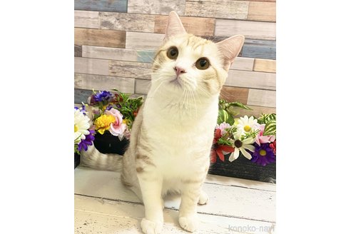 成約済の大阪府のスコティッシュフォールド-99605の5枚目