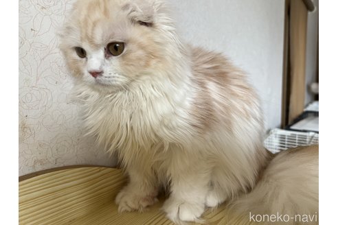 販売中の埼玉県のスコティッシュフォールド(折れ耳)-90805の2枚目