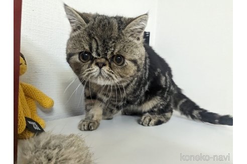 販売中の大阪府のエキゾチックショートヘア-104524の9枚目