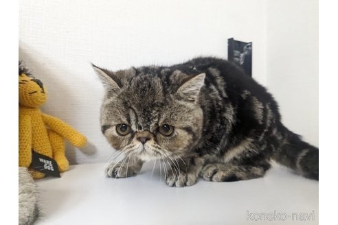 販売中の大阪府のエキゾチックショートヘア-104524の10枚目