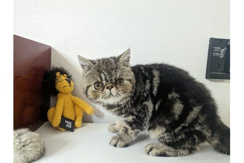 販売中の大阪府のエキゾチックショートヘア-104524の8枚目
