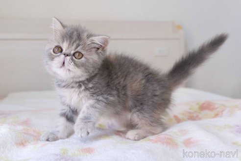 成約済の東京都のエキゾチックショートヘア-107369の7枚目