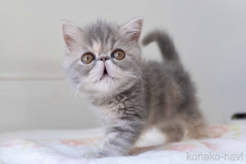 成約済の東京都のエキゾチックショートヘア-107369の8枚目