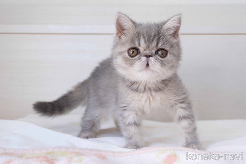 成約済の東京都のエキゾチックショートヘア-107371の20枚目
