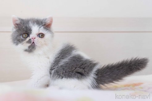 成約済の東京都のエキゾチックショートヘア-107375の8枚目