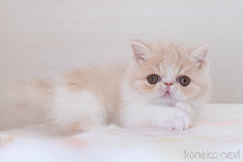 成約済の東京都のエキゾチックショートヘア-107833の8枚目