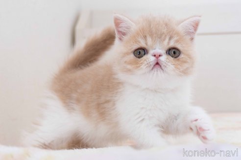 成約済の東京都のエキゾチックショートヘア-107834の10枚目