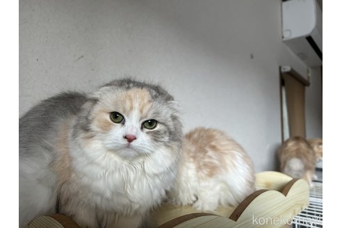 販売中の埼玉県のスコティッシュフォールド(折れ耳)-90799の5枚目