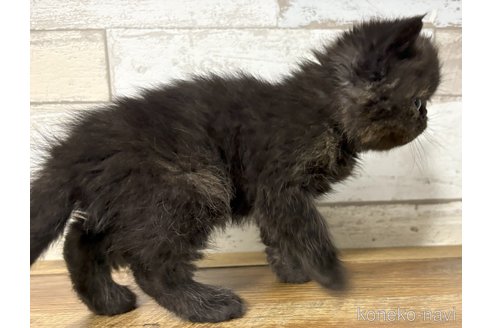 成約済の茨城県のエキゾチックショートヘア-110236の2枚目