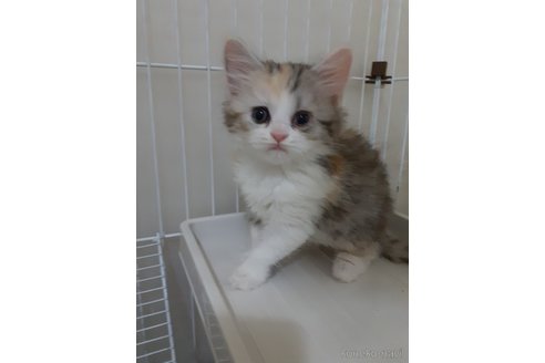 販売中の大阪府のマンチカン-110239の15枚目