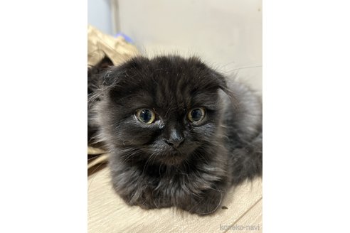 成約済の北海道のフォールデックス-104585の1枚目
