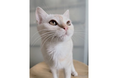 販売中の北海道のマンチカン-104584の3枚目