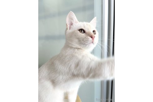 成約済の北海道のマンチカン-101389の2枚目