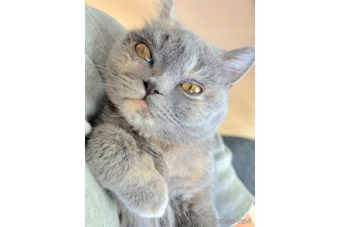 販売中の北海道のミヌエット-110241の5枚目