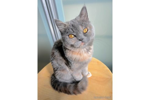 販売中の北海道のミヌエット-110241の4枚目