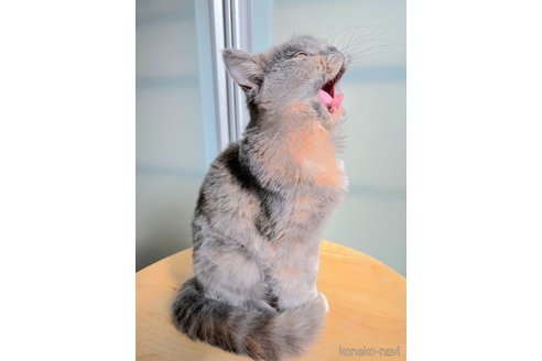 販売中の北海道のミヌエット-110241の2枚目