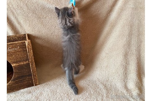 成約済の愛知県のノルウェージャンフォレストキャット-110262の3枚目