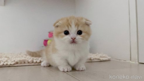 成約済の福岡県のマンチカン(短足)-110270の5枚目