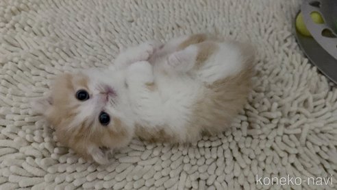 成約済の福岡県のマンチカン(短足)-110270の4枚目
