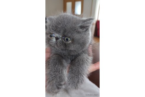 成約済の長崎県のエキゾチックショートヘア-110272の1枚目