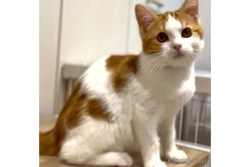 商談中の京都府のマンチカン-110281の1枚目