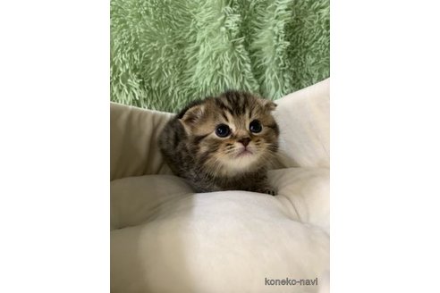 成約済の大阪府のスコティッシュフォールド(折れ耳)-110291の2枚目