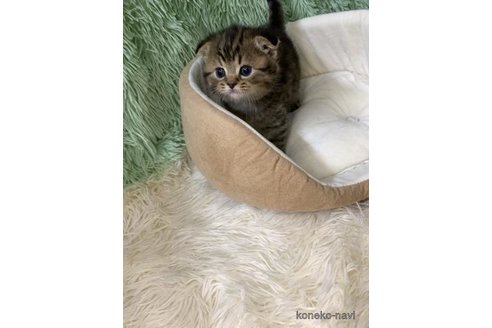 成約済の大阪府のスコティッシュフォールド(折れ耳)-110291の5枚目