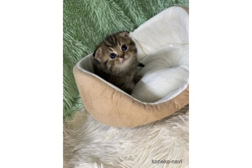 成約済の大阪府のスコティッシュフォールド(折れ耳)-110291の3枚目