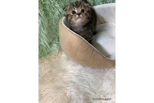 成約済の大阪府のスコティッシュフォールド(折れ耳)-110291の4枚目