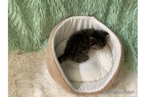 成約済の大阪府のスコティッシュフォールド(折れ耳)-110291の6枚目